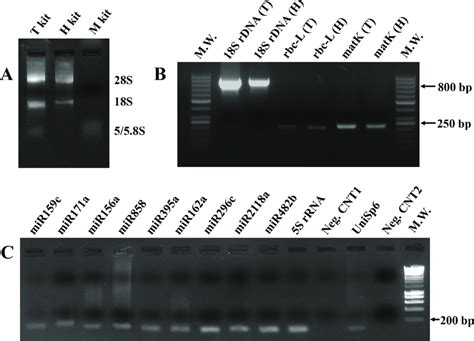 visualizing gel electrophoresis results|Steps in Nucleic Acid Gel Electrophoresis .